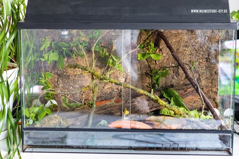 Schneckenterrarium einrichten mit Kindern Schnecken beobachten