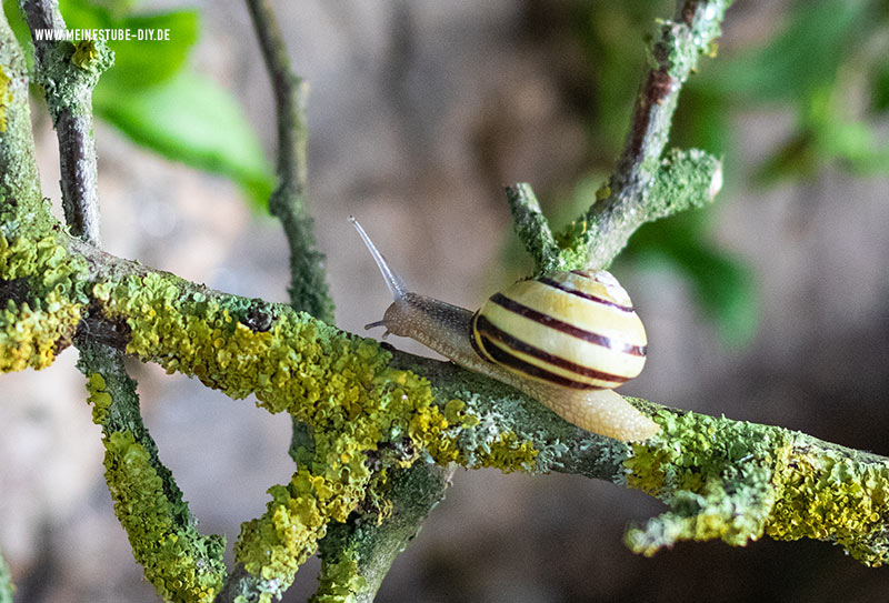 Bänderschnecke auf einem Ast, meinestube-diy